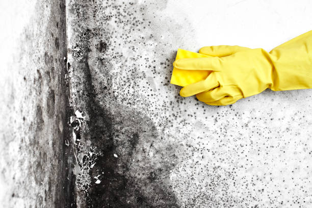 Best Attic Mold Removal  in Gosport, IN