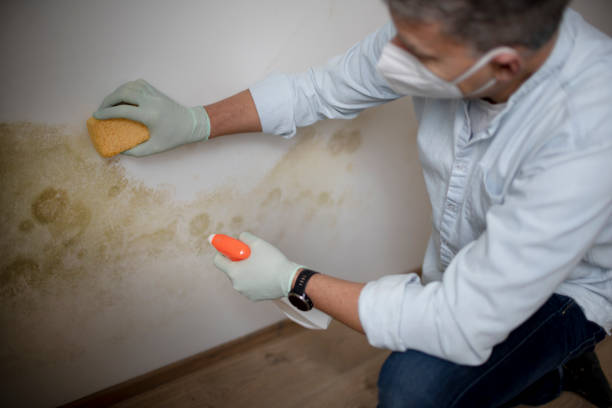 Best Best Mold Removal Companies  in Gosport, IN
