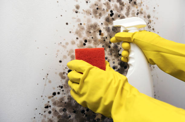 Best Home Mold Removal  in Gosport, IN